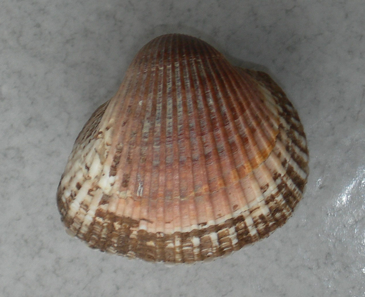 anadara